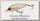 Воблер Yo-Zuri Duel Hardcore shad crank 0+ 65F R1183 GPCL