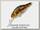 Воблер Zipbaits B-Switcher rattler 084R