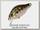 Воблер Zipbaits B-Switcher rattler 509R
