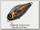 Воблер Zipbaits B-Switcher SSR Craze rattler 058R