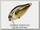 Воблер Zipbaits B-Switcher SSR Craze rattler 522R