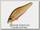 Воблер Zipbaits Khamsin jr 50JRSR 039R