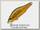 Воблер Zipbaits Khamsin jr SR SR 050