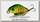 Воблер Zipbaits Khamsin tiny 40SP SR 313R