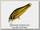 Воблер Zipbaits Rigge 35F 050R