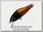 Воблер Zipbaits Rigge 35F 557R