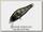 Воблер Zipbaits Rigge 35F 813R