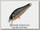 Воблер Zipbaits Rigge 35SS 811R