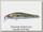 Воблер Zipbaits Rigge 56F 240R