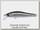 Воблер Zipbaits Rigge 56F 510