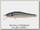 Воблер Zipbaits Rigge 56F 811R