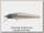 Воблер Zipbaits Rigge 56F 821R