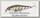 Воблер Zipbaits Rigge 56SP 509R