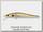 Воблер Zipbaits Rigge 70F 018R