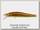 Воблер Zipbaits Rigge 70F 703