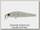 Воблер Zipbaits Rigge 70F 852R