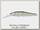 Воблер Zipbaits Rigge deep S-Line 70S 300R