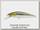 Воблер Zipbaits Rigge flat S-line 018R
