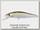 Воблер Zipbaits Rigge flat S-line 300R