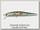 Воблер Zipbaits ZBL System minnow 11F 510