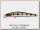 Воблер Zipbaits ZBL System minnow 9F tridal 202R