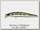 Воблер Zipbaits ZBL System minnow 9F tridal 510R
